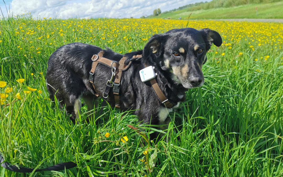 Happy End für Doina