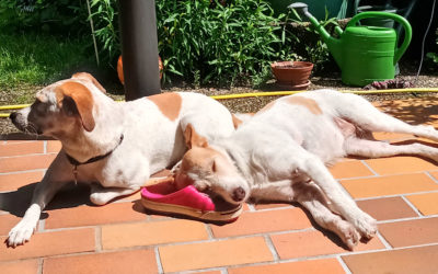 Happy End für Lino und Jimi