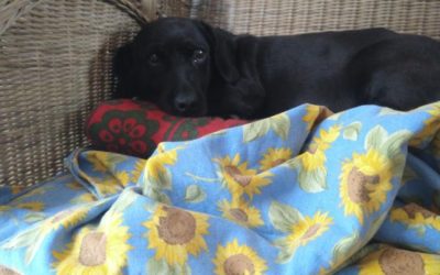 *** Wir sind die ÄgideHunde ***