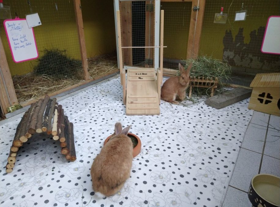 Grips-Gymnastik für unsere Kaninchen