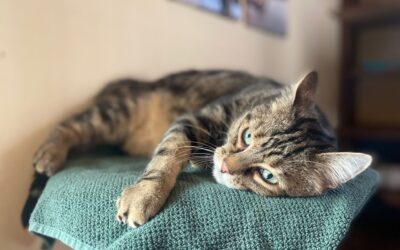 Frodo (vermittelt) *  Nami *