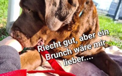 Brunch im Tierheim am 23. April 2023
