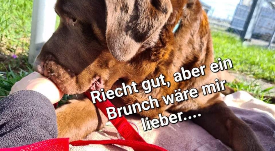 Brunch im Tierheim am 23. April 2023