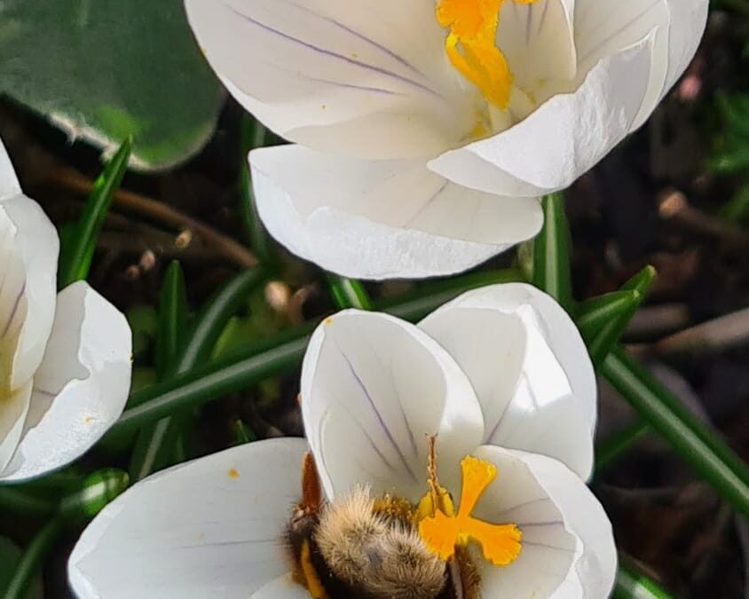 NEU auf unserem Frühlingsfest: 🌼🐱🌹🐱