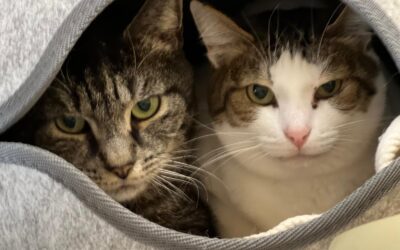 Findus & Smokey